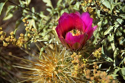 Hedgehog Blossom, San Tan Mountain Regional Park, April 9, 2015